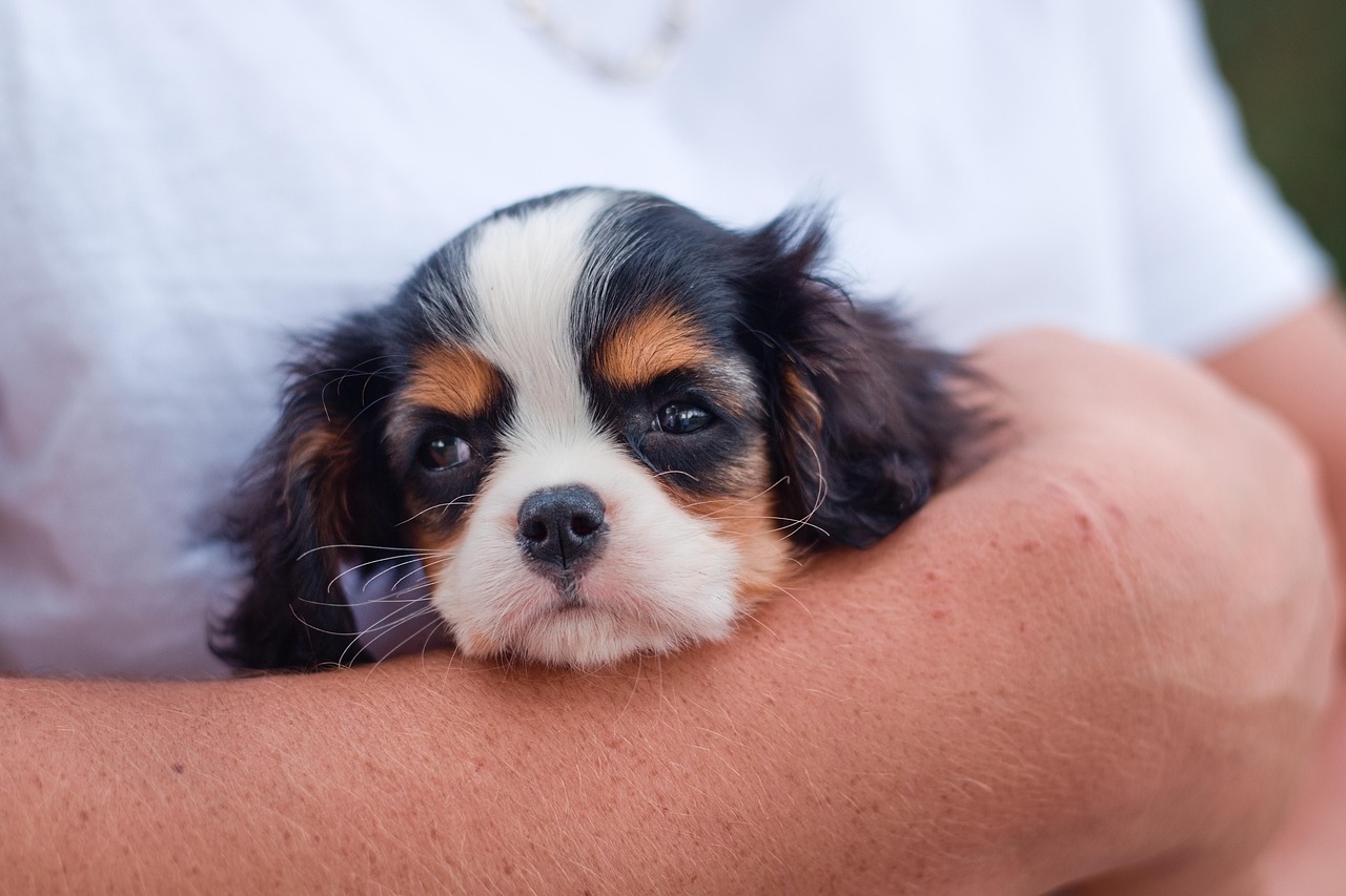 Pet clinics